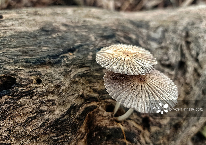 生长在腐烂木头上的真菌图片素材