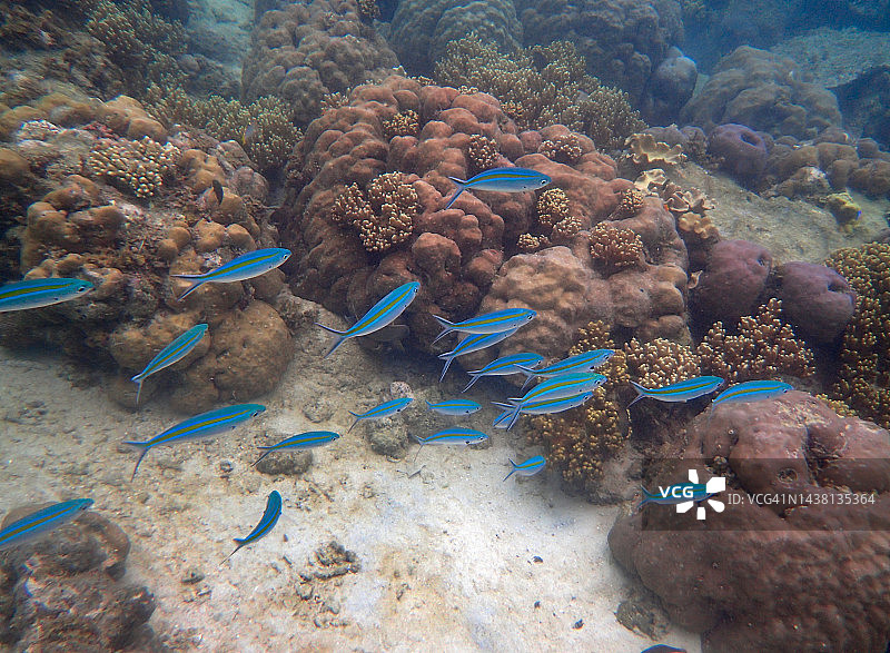 蓝黄金色鳞鳍鱼图片素材