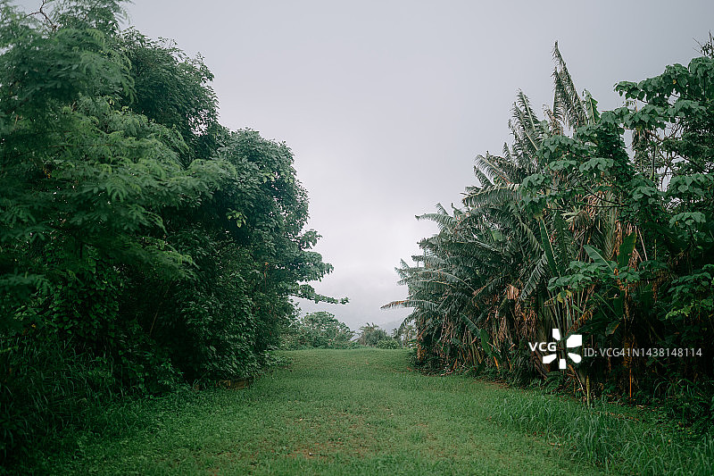 雨中的热带后院图片素材