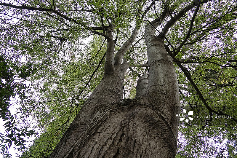 低角度拍摄：马德里的朴树图片素材