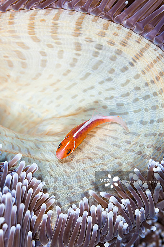 壮丽海葵中的粉红海葵鱼（肩章海葵鱼），帕劳，密克罗尼西亚图片素材