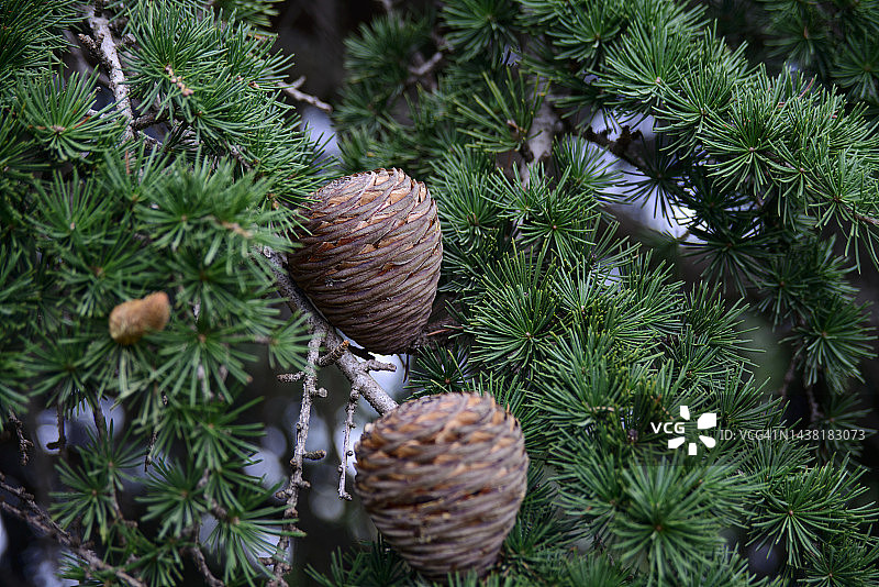 雪松的松果图片素材