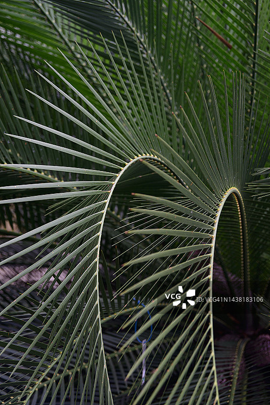 自然中的对称图片素材
