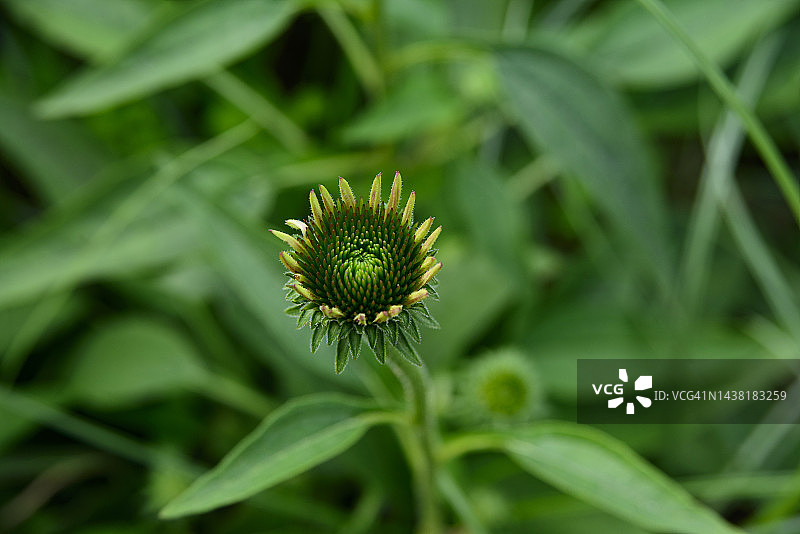 紫锥菊紫竹图片素材