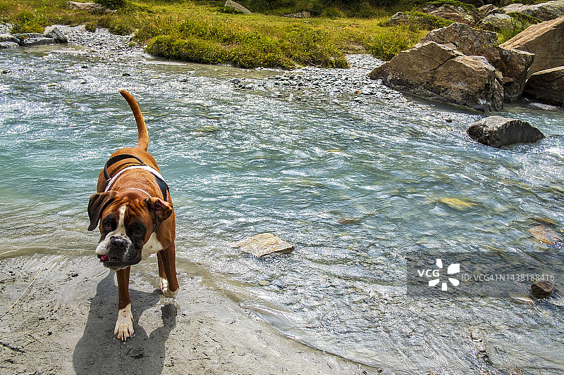 河床上的狗狗图片素材