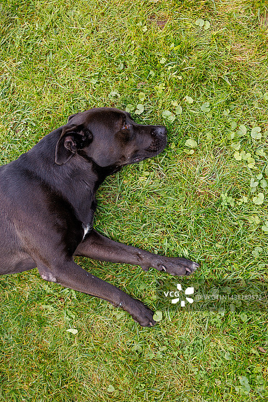 玩耍后躺在草地上的混血犬图片素材