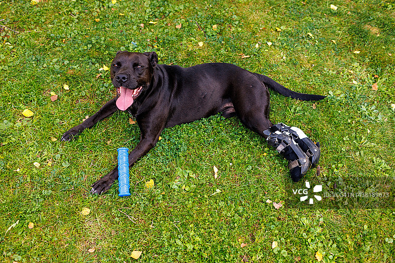 剧烈运动后躺在草地上的混种犬图片素材