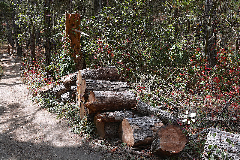森林砍伐图片素材