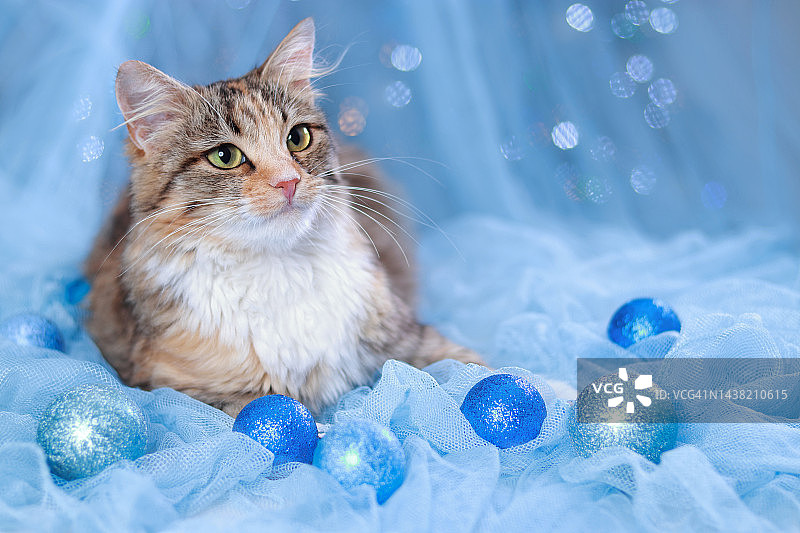 小猫和圣诞树装饰品，大眼睛猫咪躺在蓝色背景上图片素材