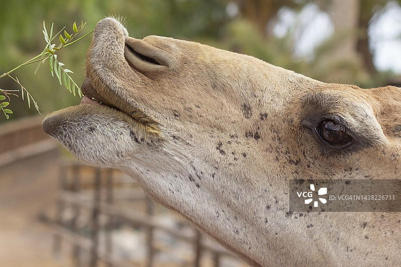 动物嘴唇图片素材