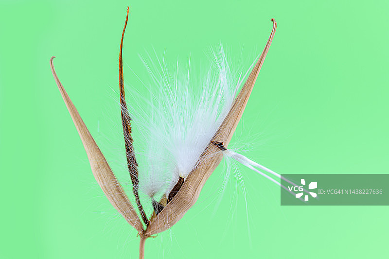 马利筋荚图片素材