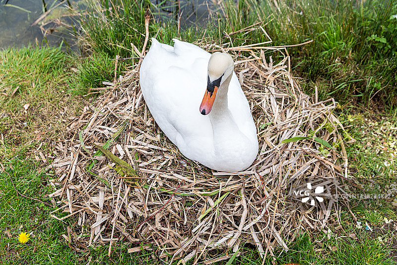 天鹅筑巢图片素材