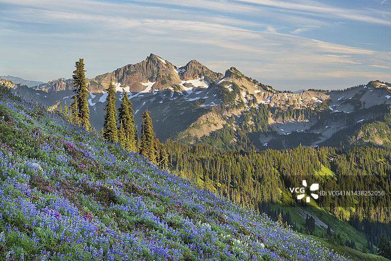 雷尼尔山国家公园塔图什山脉图片素材