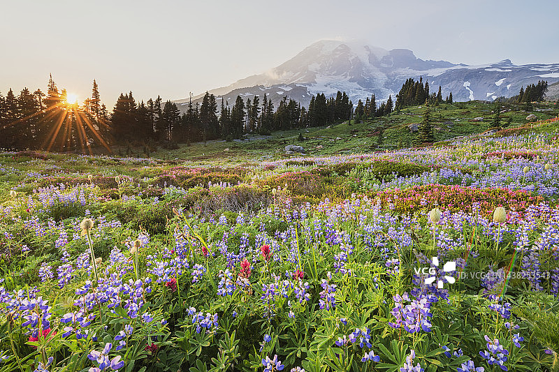 雷尼尔山的天堂野花草甸图片素材