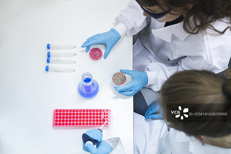 科学家在实验室的桌子上用真菌培养物做实验图片素材