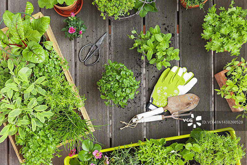 阳台花园种植的各种夏季草本植物图片素材