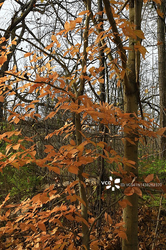 秋季的色彩图片素材