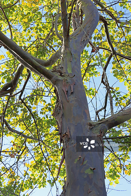 彩虹桉树图片素材