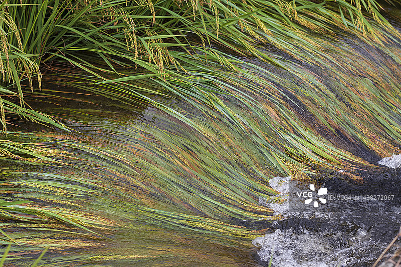 洪水摧毁稻田图片素材