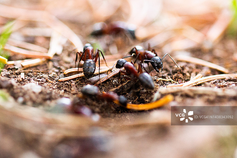 昆虫 - 红林蚁图片素材