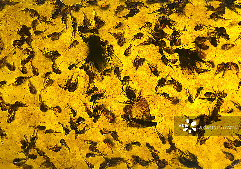 苍蝇、蚊蚋和蛾子图片素材