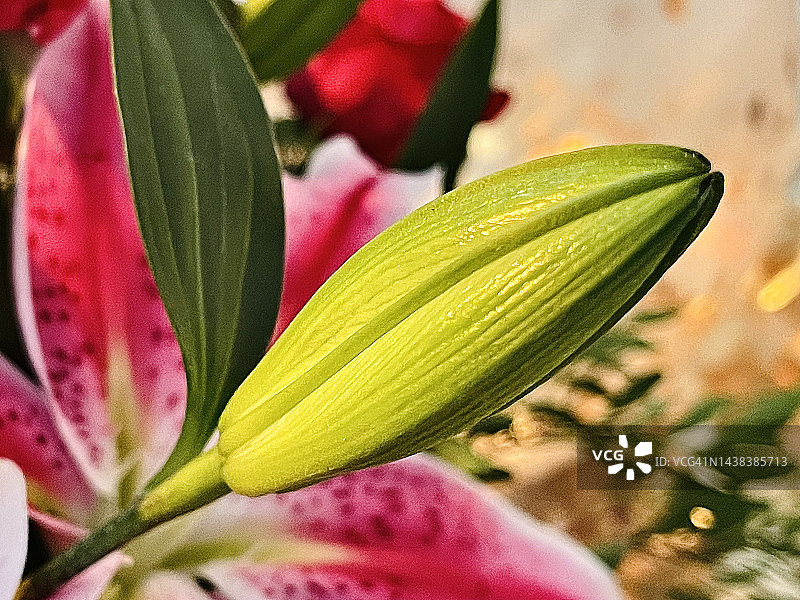 虎皮百合花蕾特写图片素材