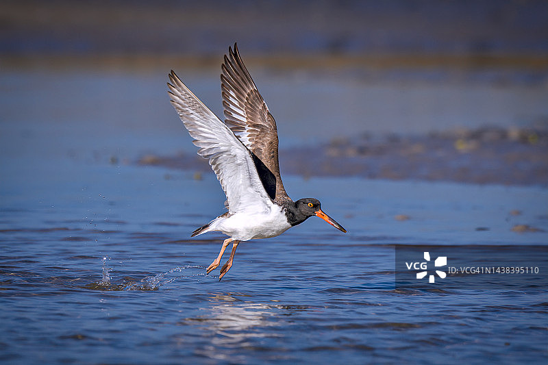 佛罗里达州圣彼得堡迪索托公园北滩，准备起飞的美洲蛎鹬图片素材