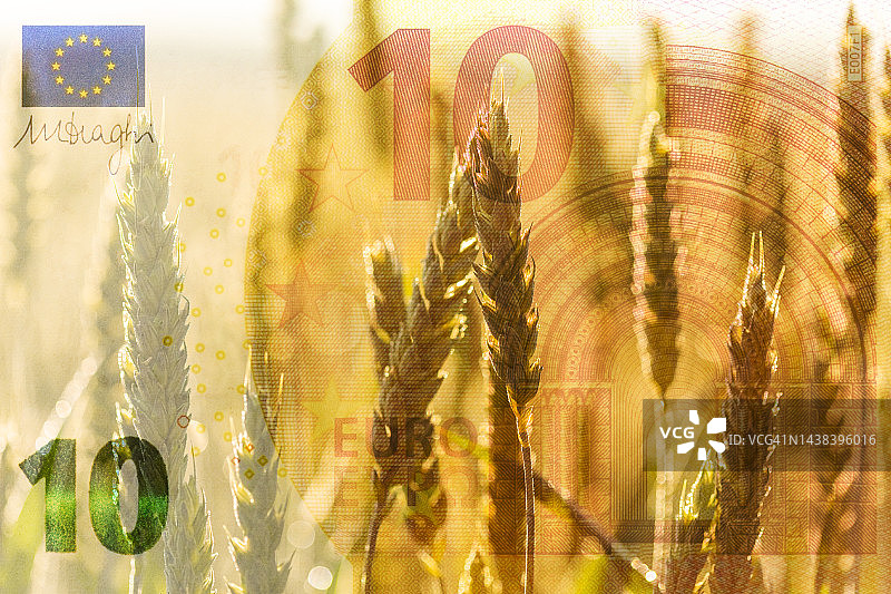 欧元纸币背景上的小麦图片素材