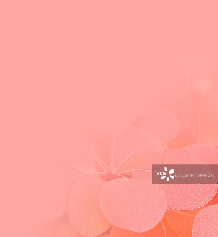 粉色晕影中不饱和的皇家紫色烟雾灌木叶图片素材