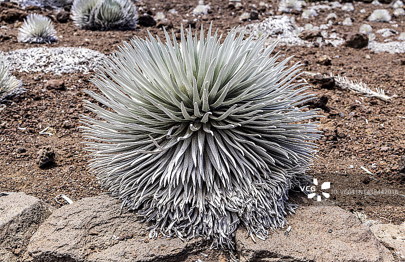 在火山坑中生长的哈莱阿卡拉银剑植物图片素材