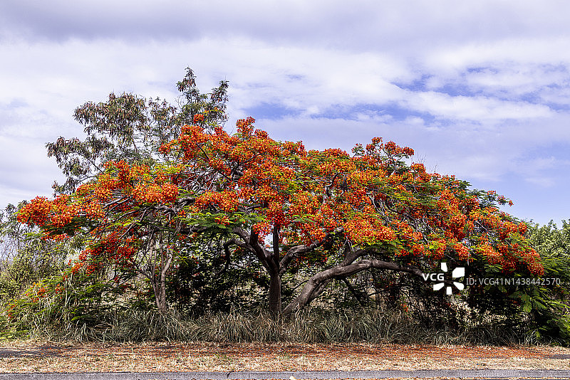 夏威夷的凤凰木图片素材