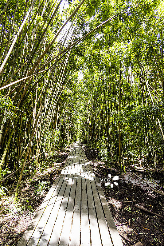 Pipiwai小径竹林图片素材