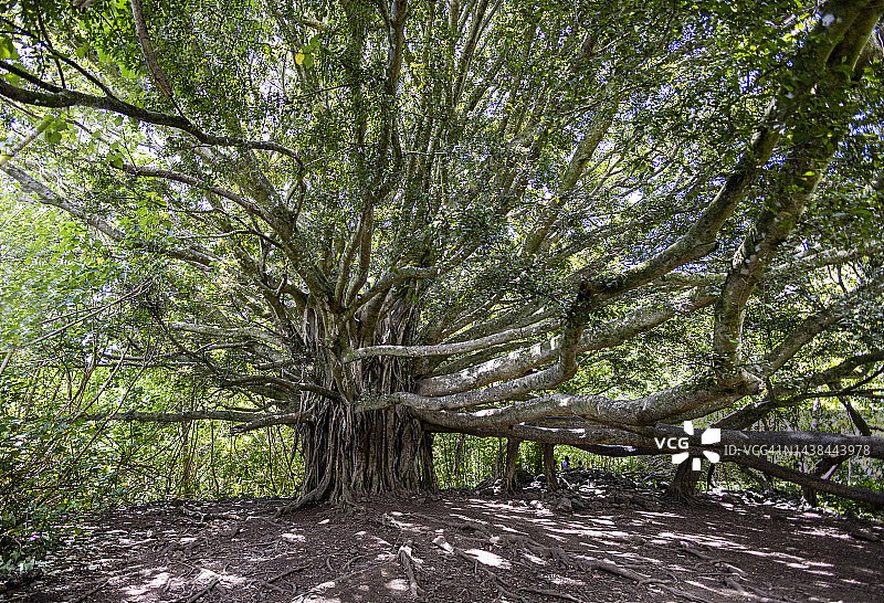 哈雷阿卡拉国家公园的古老榕树图片素材