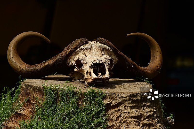 非洲野生开普水牛头骨图片素材