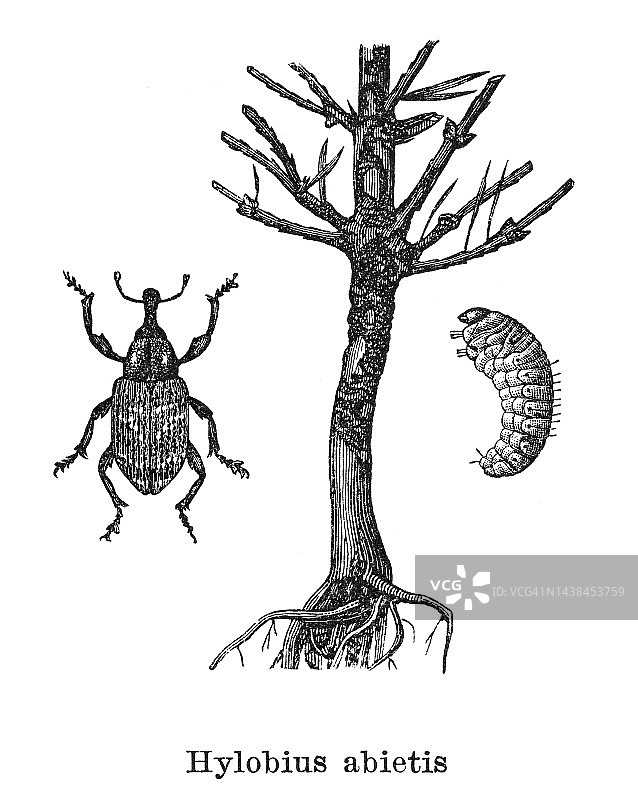 昆虫学，甲虫 - 大松象鼻虫古版画插图图片素材