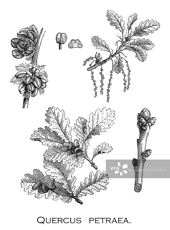 关于栎树的古老雕刻插图，无梗花栎、康沃尔栎树、爱尔兰栎树或硬毛栎（学名：Quercus petraea）图片素材