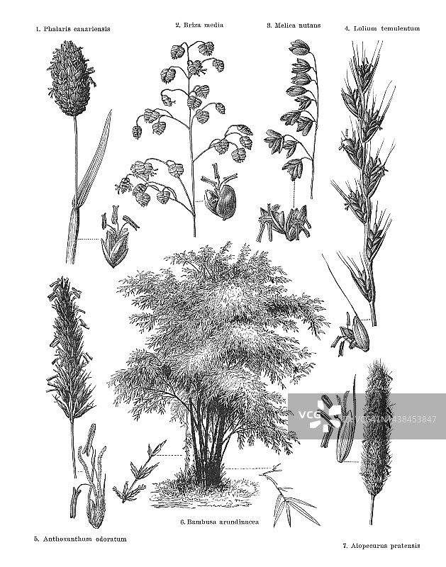 古老的植物雕刻插图：草类图片素材