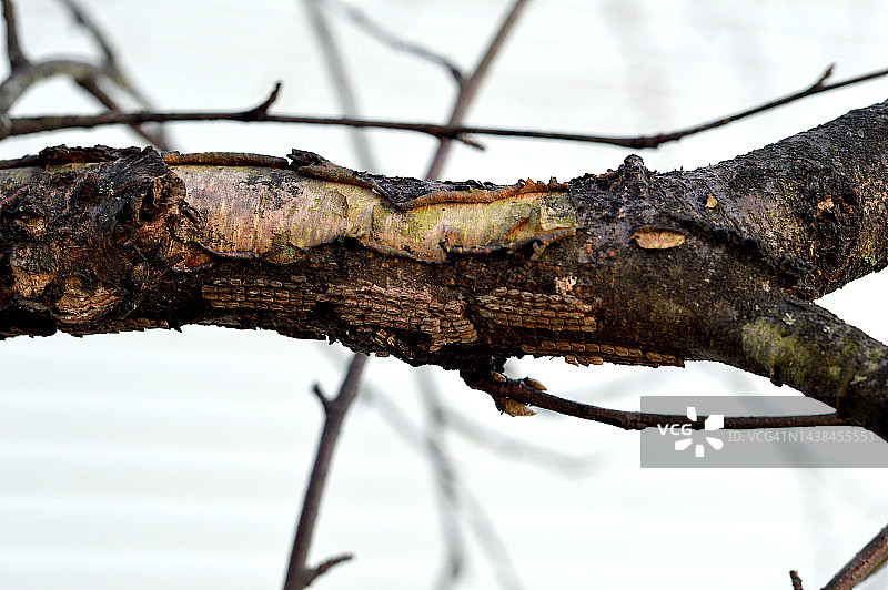 树上的斑点灯笼蝇卵图片素材