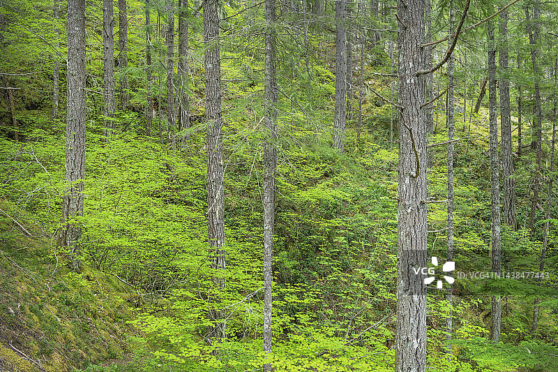 春季北喀斯喀特山脉森林图片素材