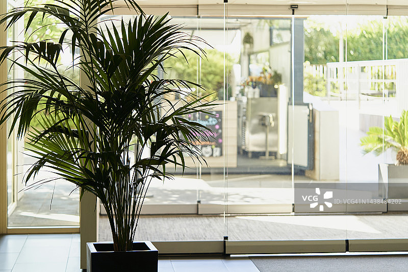 前景中黑色花盆里的装饰棕榈树图片素材