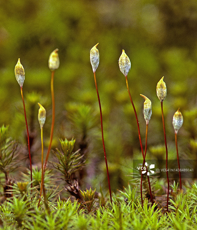 苔藓孢子生成：孢子体、孢子囊与发帽藓图片素材