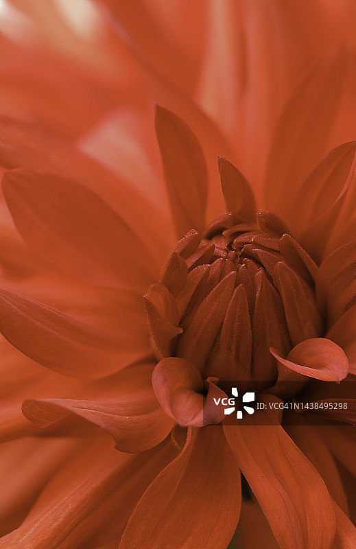 勃艮第红色大丽花中心特写图片素材