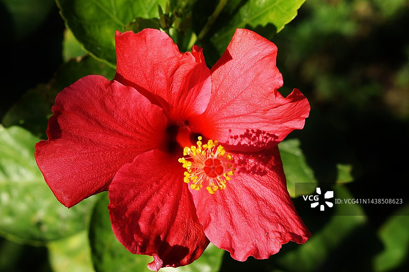 阳光下鲜红的扶桑花特写图片素材
