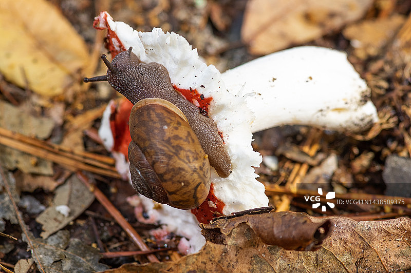 吃蘑菇的蜗牛图片素材