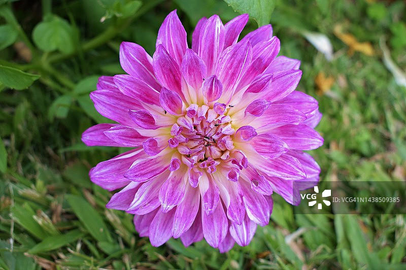 紫色大丽花图片素材