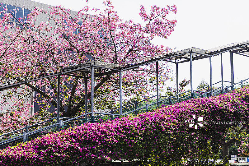 覆盖着美丽三角梅的人行天桥图片素材