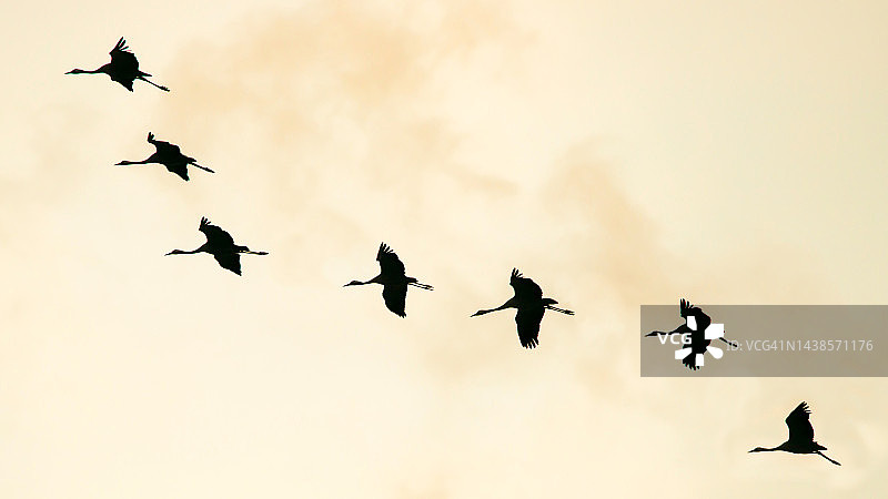 日落时分灰鹤的飞翔图片素材