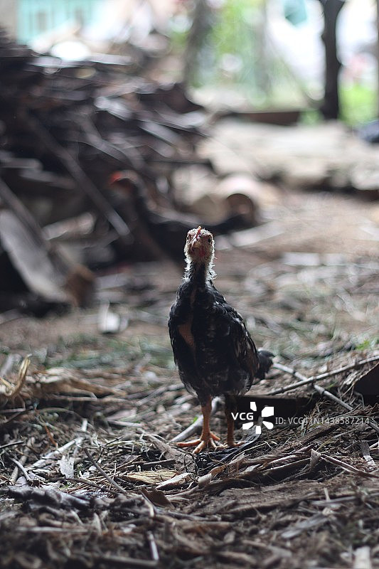 鸡舍里的小鸡特写图片素材