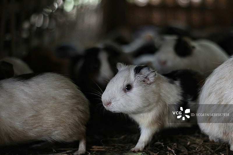 农场中的豚鼠特写图片素材