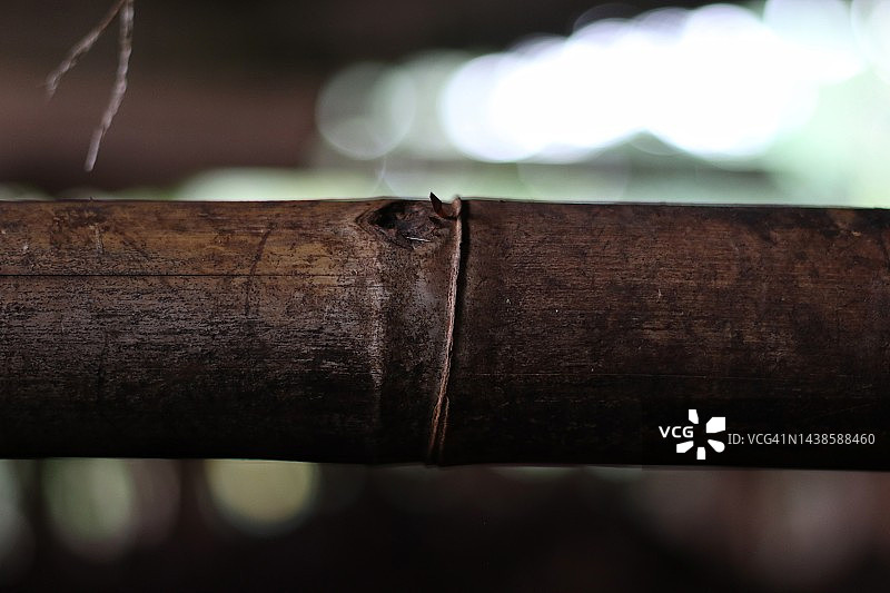 竹子特写图片素材